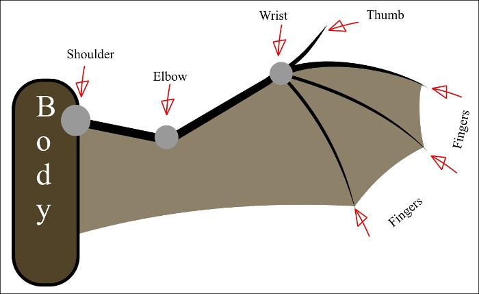 bat-wingdiogram.jpg